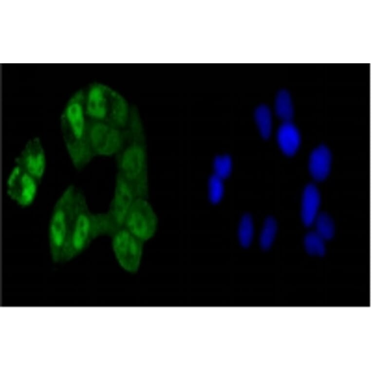 Anti-CREB Antibody from Bioworld Technology (BS9811M) - Antibodies.com