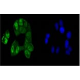 Anti-CREB Antibody from Bioworld Technology (BS9811M) - Antibodies.com
