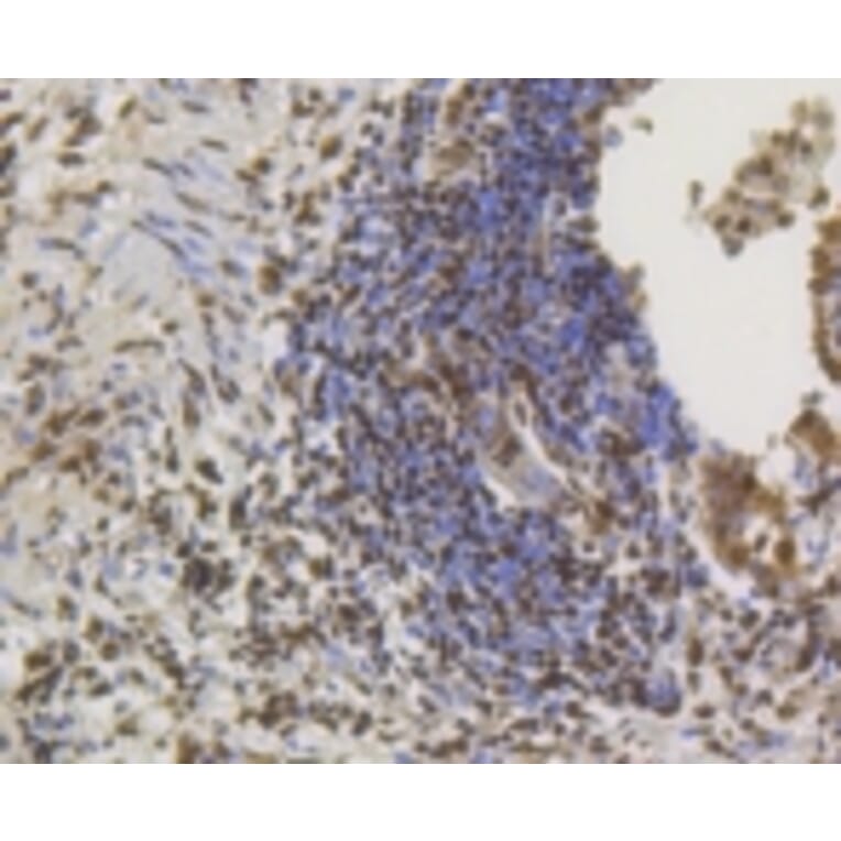 Anti-CREB Antibody from Bioworld Technology (BS9811M) - Antibodies.com
