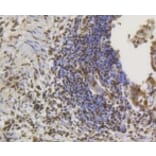 Anti-CREB Antibody from Bioworld Technology (BS9811M) - Antibodies.com