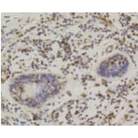 Anti-CREB Antibody from Bioworld Technology (BS9811M) - Antibodies.com