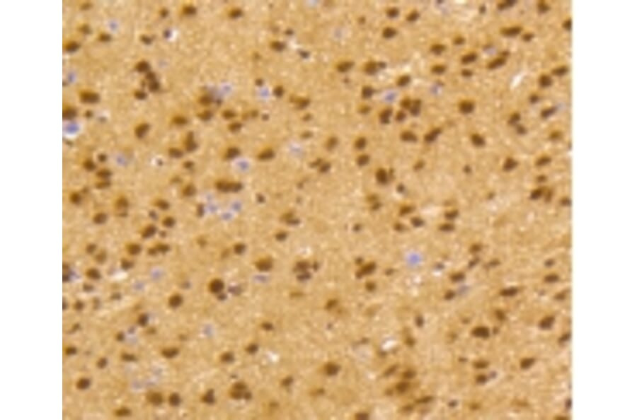 Anti-CREB Antibody from Bioworld Technology (BS9811M) - Antibodies.com