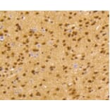 Anti-CREB Antibody from Bioworld Technology (BS9811M) - Antibodies.com