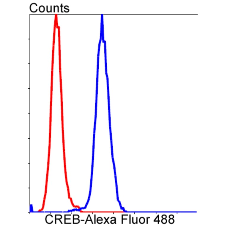 Anti-CREB Antibody from Bioworld Technology (BS9811M) - Antibodies.com