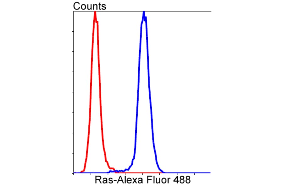 Anti-Ras Antibody from Bioworld Technology (BS9812M) - Antibodies.com