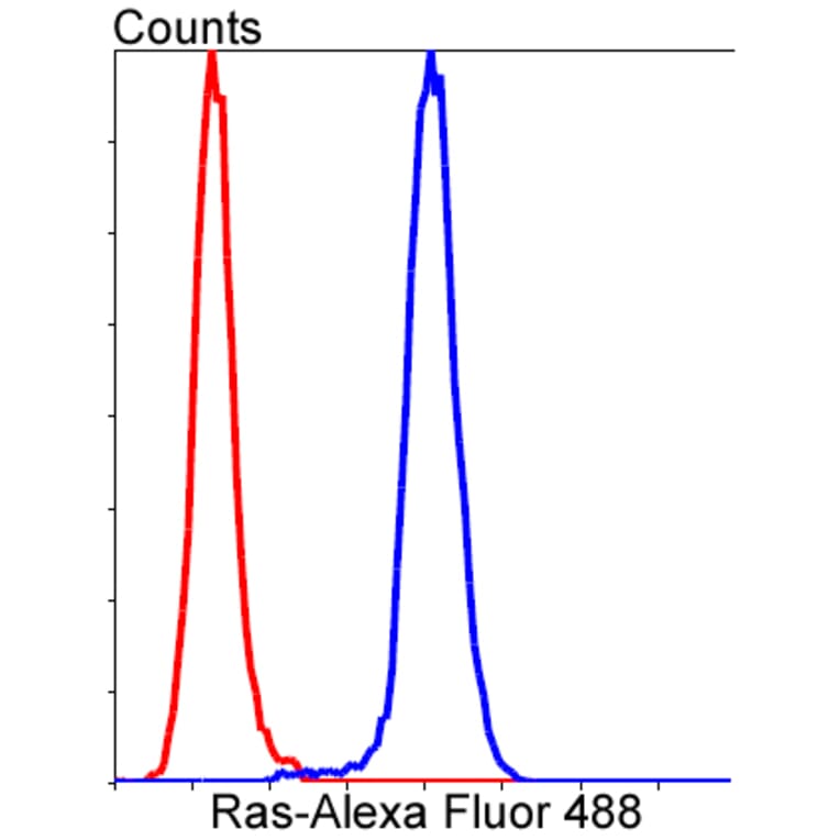 Anti-Ras Antibody from Bioworld Technology (BS9812M) - Antibodies.com