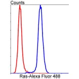 Anti-Ras Antibody from Bioworld Technology (BS9812M) - Antibodies.com