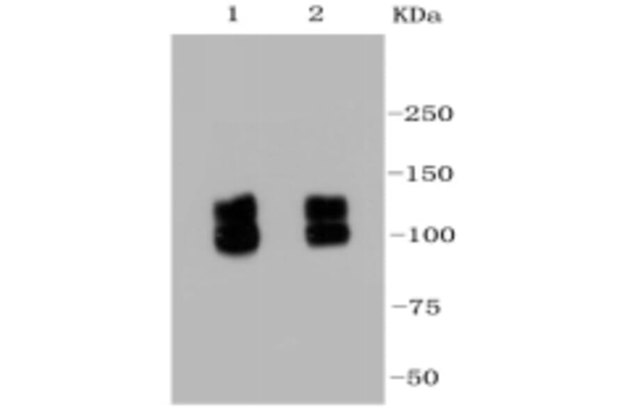Anti-Integrin β1 Antibody from Bioworld Technology (BS9813M) - Antibodies.com