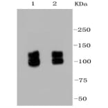 Anti-Integrin β1 Antibody from Bioworld Technology (BS9813M) - Antibodies.com