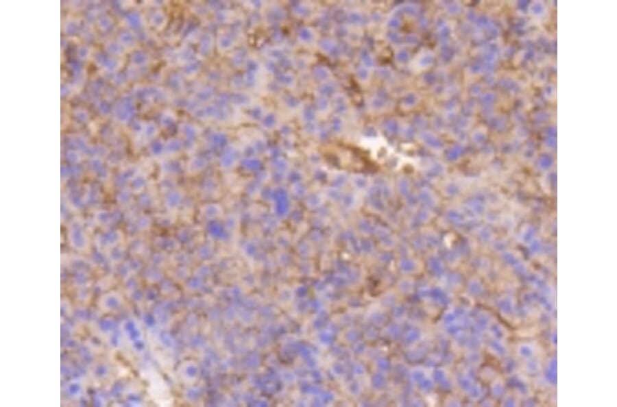 Anti-Integrin β1 Antibody from Bioworld Technology (BS9813M) - Antibodies.com