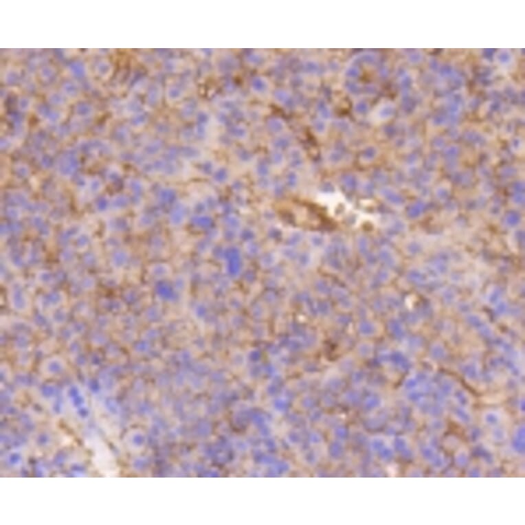 Anti-Integrin β1 Antibody from Bioworld Technology (BS9813M) - Antibodies.com