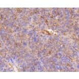 Anti-Integrin β1 Antibody from Bioworld Technology (BS9813M) - Antibodies.com