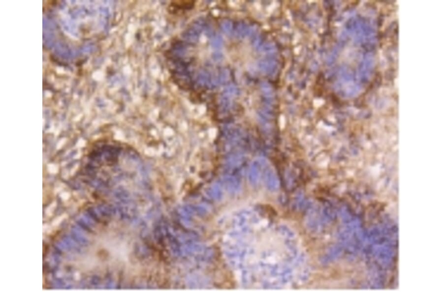Anti-Integrin β1 Antibody from Bioworld Technology (BS9813M) - Antibodies.com