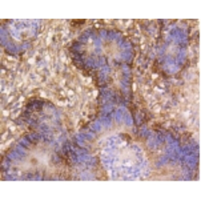 Anti-Integrin β1 Antibody from Bioworld Technology (BS9813M) - Antibodies.com