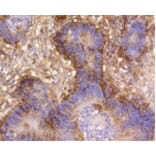 Anti-Integrin β1 Antibody from Bioworld Technology (BS9813M) - Antibodies.com