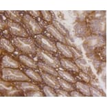 Anti-Integrin β1 Antibody from Bioworld Technology (BS9813M) - Antibodies.com