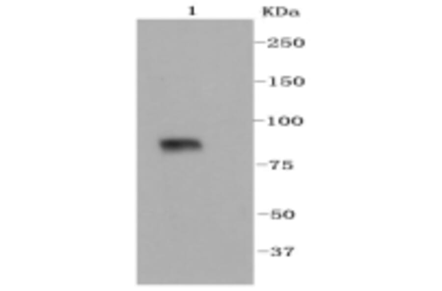 Anti-VCAM1 Antibody from Bioworld Technology (BS9814M) - Antibodies.com