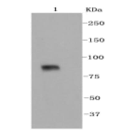 Anti-VCAM1 Antibody from Bioworld Technology (BS9814M) - Antibodies.com