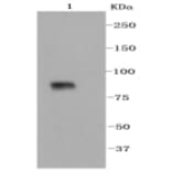 Anti-VCAM1 Antibody from Bioworld Technology (BS9814M) - Antibodies.com