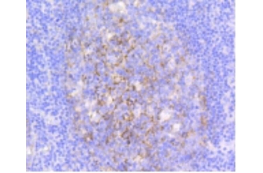 Anti-VCAM1 Antibody from Bioworld Technology (BS9814M) - Antibodies.com