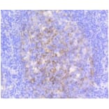 Anti-VCAM1 Antibody from Bioworld Technology (BS9814M) - Antibodies.com