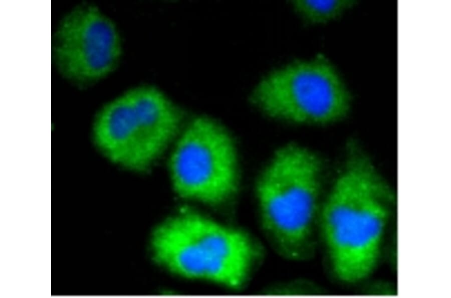 Anti-VCAM1 Antibody from Bioworld Technology (BS9814M) - Antibodies.com