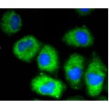 Anti-VCAM1 Antibody from Bioworld Technology (BS9814M) - Antibodies.com