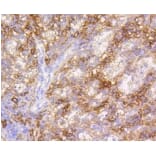 Anti-VCAM1 Antibody from Bioworld Technology (BS9814M) - Antibodies.com