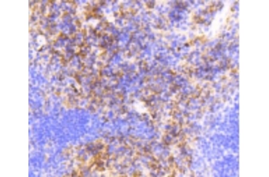 Anti-VCAM1 Antibody from Bioworld Technology (BS9814M) - Antibodies.com