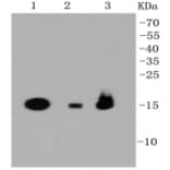 Anti-PBR Antibody from Bioworld Technology (BS9815M) - Antibodies.com