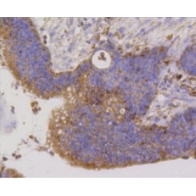 Anti-PBR Antibody from Bioworld Technology (BS9815M) - Antibodies.com