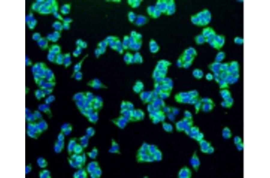 Anti-PBR Antibody from Bioworld Technology (BS9815M) - Antibodies.com