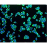 Anti-PBR Antibody from Bioworld Technology (BS9815M) - Antibodies.com