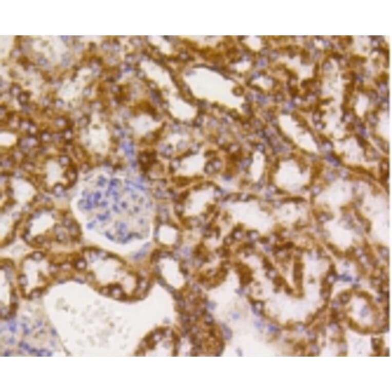 Anti-PBR Antibody from Bioworld Technology (BS9815M) - Antibodies.com