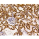 Anti-PBR Antibody from Bioworld Technology (BS9815M) - Antibodies.com