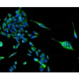 Anti-PBR Antibody from Bioworld Technology (BS9815M) - Antibodies.com