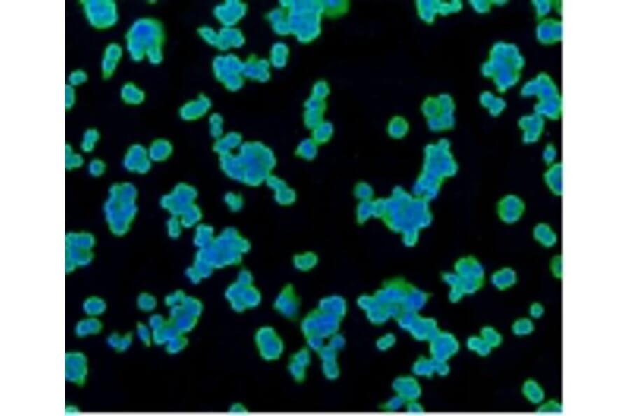 Anti-PBR Antibody from Bioworld Technology (BS9815M) - Antibodies.com
