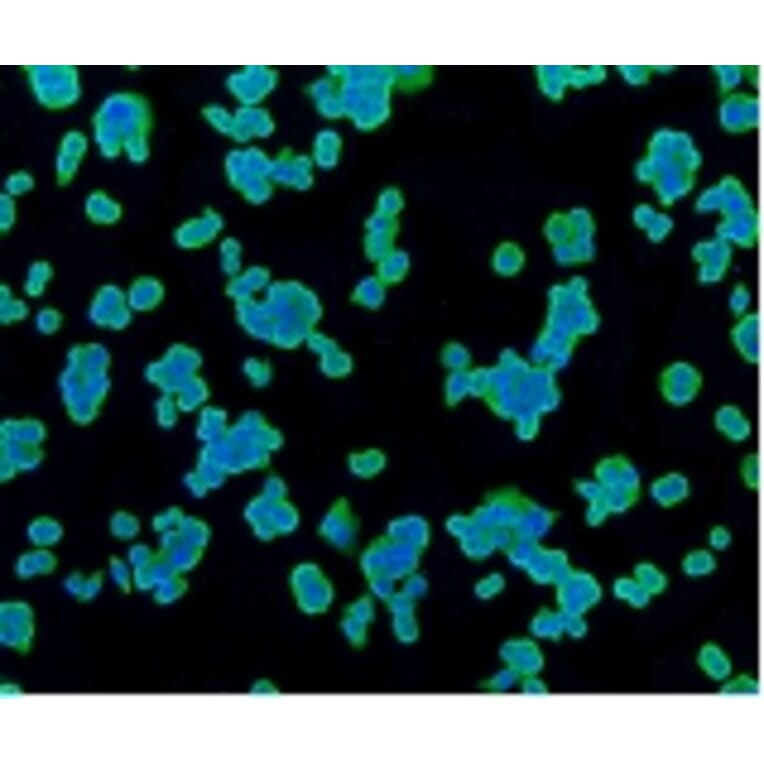 Anti-PBR Antibody from Bioworld Technology (BS9815M) - Antibodies.com