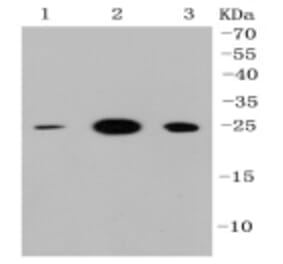 Anti-HMGB1 Antibody from Bioworld Technology (BS9816M) - Antibodies.com