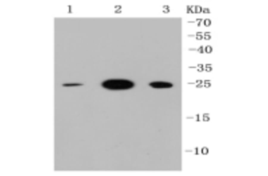 Anti-HMGB1 Antibody from Bioworld Technology (BS9816M) - Antibodies.com