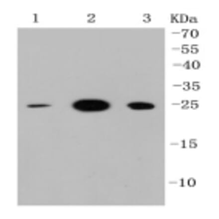 Anti-HMGB1 Antibody from Bioworld Technology (BS9816M) - Antibodies.com