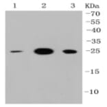 Anti-HMGB1 Antibody from Bioworld Technology (BS9816M) - Antibodies.com