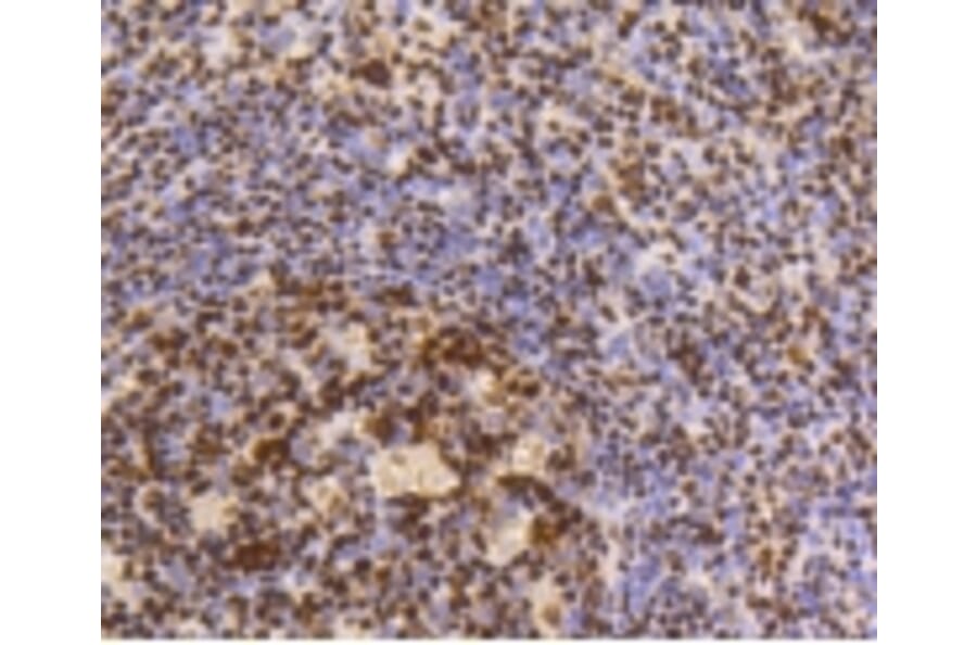 Anti-HMGB1 Antibody from Bioworld Technology (BS9816M) - Antibodies.com