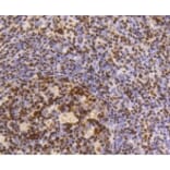 Anti-HMGB1 Antibody from Bioworld Technology (BS9816M) - Antibodies.com