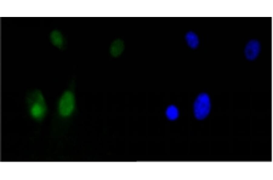 Anti-HMGB1 Antibody from Bioworld Technology (BS9816M) - Antibodies.com