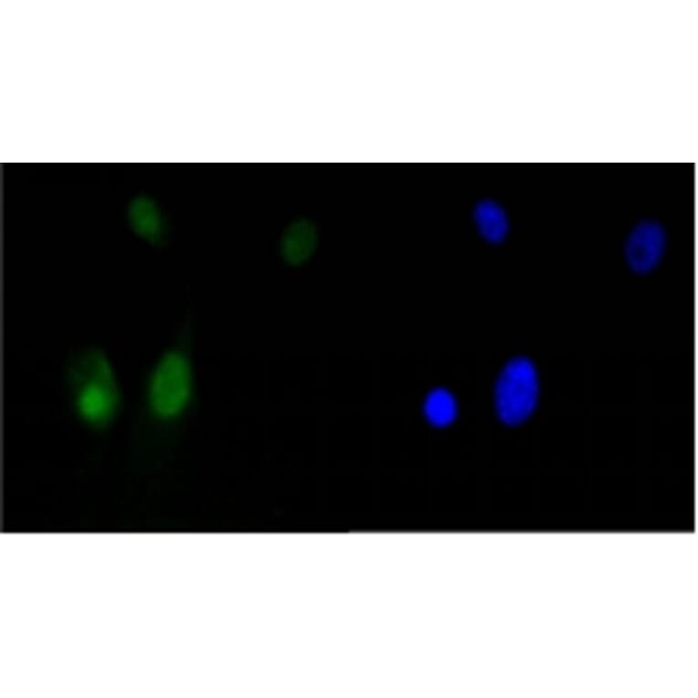 Anti-HMGB1 Antibody from Bioworld Technology (BS9816M) - Antibodies.com