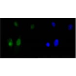 Anti-HMGB1 Antibody from Bioworld Technology (BS9816M) - Antibodies.com