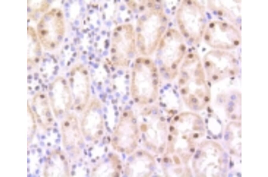 Anti-HMGB1 Antibody from Bioworld Technology (BS9816M) - Antibodies.com