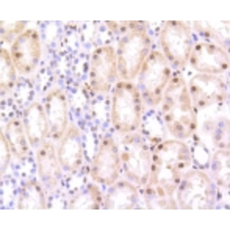 Anti-HMGB1 Antibody from Bioworld Technology (BS9816M) - Antibodies.com