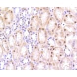 Anti-HMGB1 Antibody from Bioworld Technology (BS9816M) - Antibodies.com